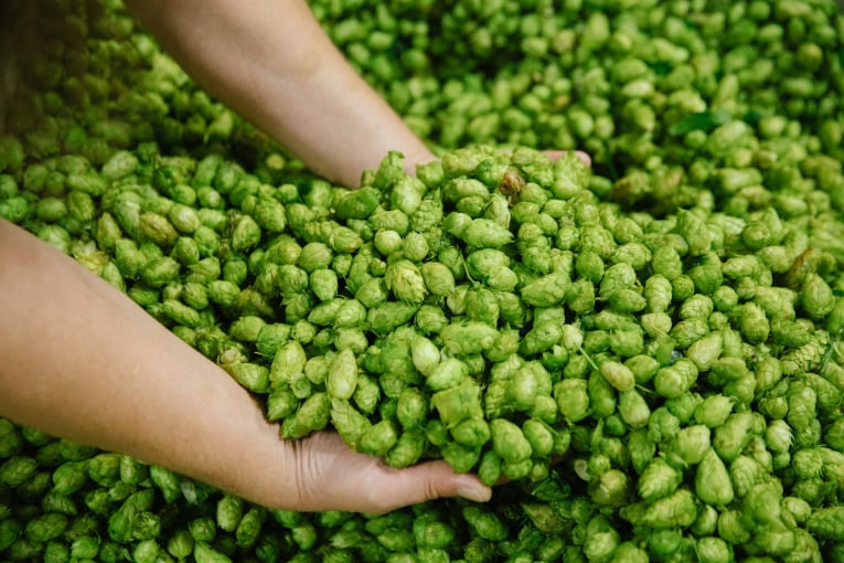 Hops Flower